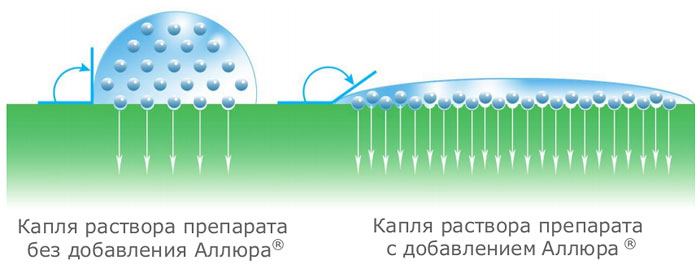 Механизм действия адъюванта Аллюр