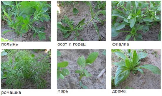 Сорняки перед обработкой