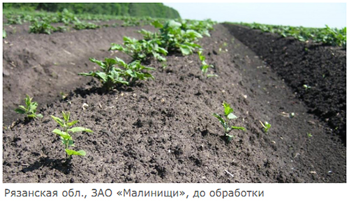 Рязанская обл., ЗАО Малинищи, до обработки