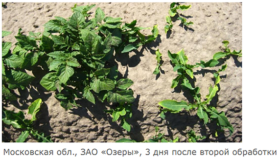 3 дня после второй обработки