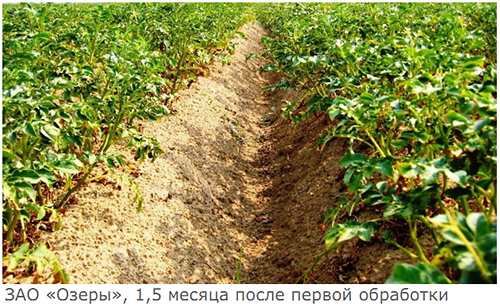1,5 месяца после первой обработки