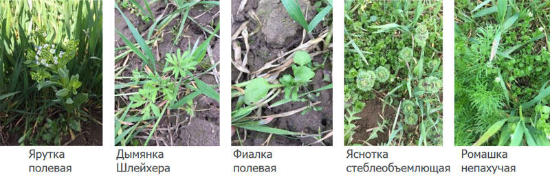 Сорняки перед обработкой