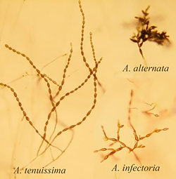 Грибы рода Alternaria