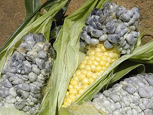 Пузырчатая головня кукурузы