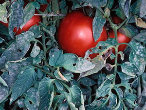 Мучнистая роса томатов