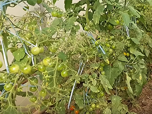 Пятнистость томатов