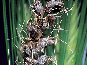 Пшеница, зараженная грибами Ustilago tritici