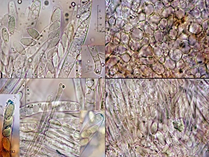 Грибы Botryotinia fuckeliana (de Bary) Whetzel