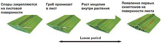 Схема развития патогена
