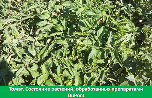 АгроПром