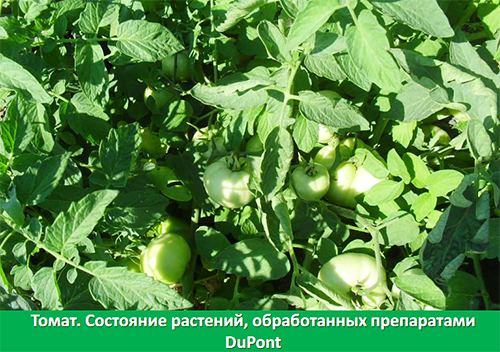АгроПром