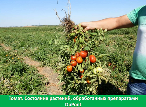 АгроПром