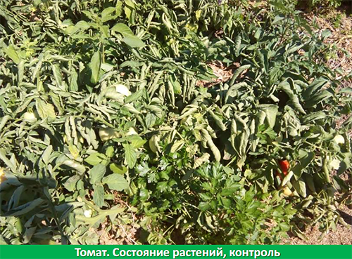 АгроПром