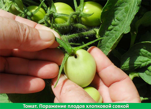 АгроПром