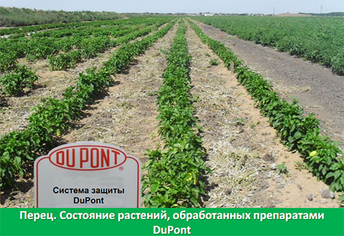 АгроПром