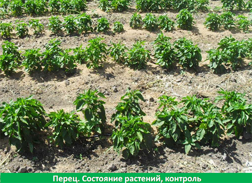 АгроПром