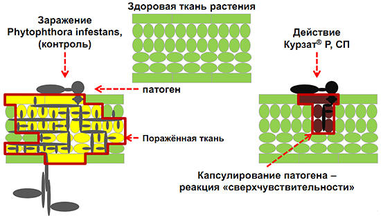 Механизм действия Курзат Р