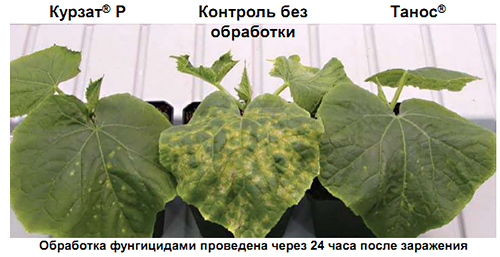 Против пероноспороза