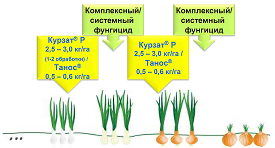 Защита лука