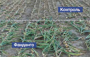 Полевая оценка содержания хлорофилла