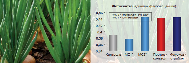 Влияние фунгицидов