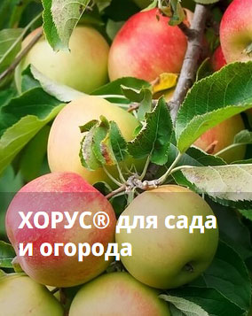Яблоня
