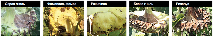 Болезни корзинки