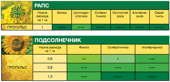 Масличные культуры