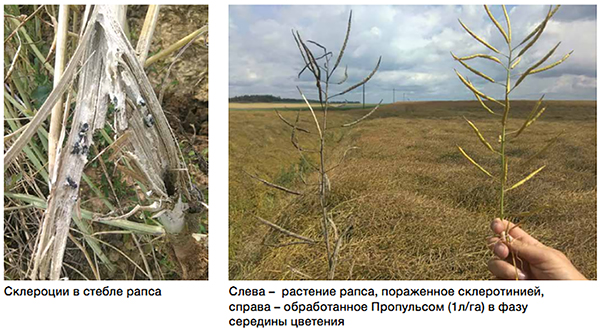 Склеротиниоз