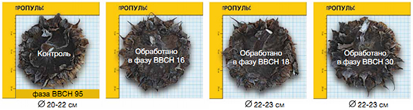 Состояние растений на вариантах