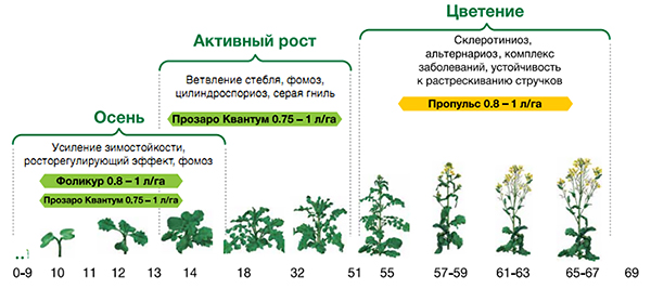 Система защиты рапса