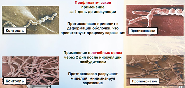 Профилактическое и лечебное действие