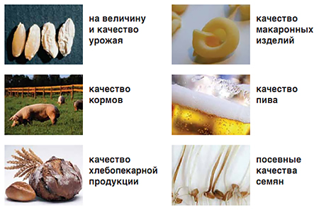 Негативное влияние фузариозной инфекции