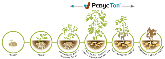 Время обработки Ревус Топ