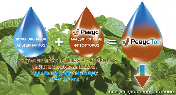 Ревус Топ