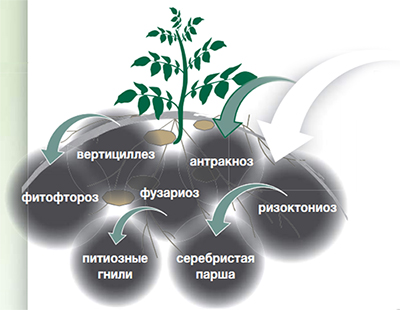 Контроль почвенных патогенов