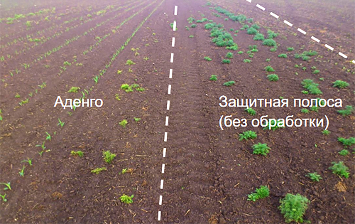 Поле