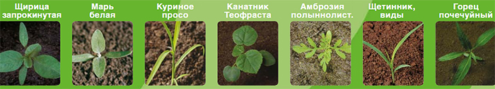 Контроль широкого спектра сорняков