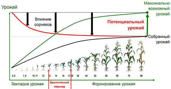Ранний контроль сорняков