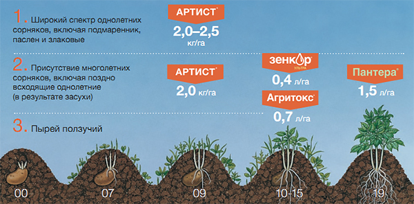 Стадии развития картофеля