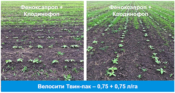 Поле