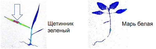 Механизм действия