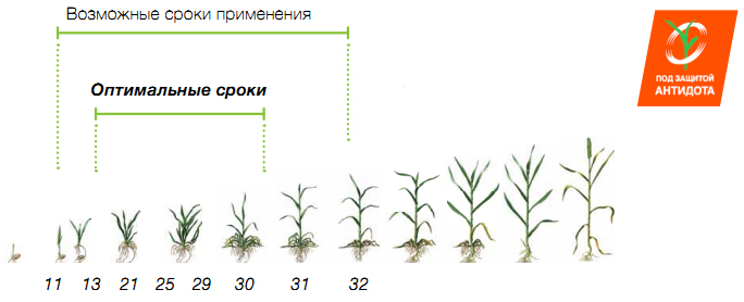 Сроки применения
