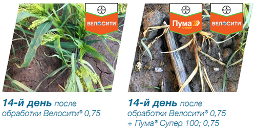 Усиление контроля злаковых сорняков