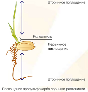 Механизм действия
