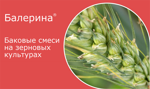 Баковые смеси на зерновых культурах