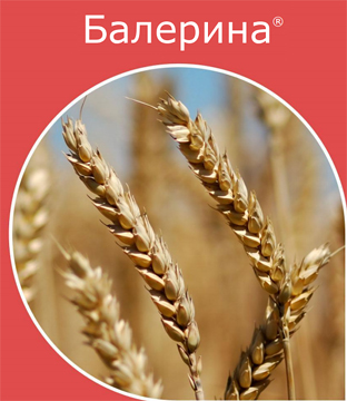 Балерина