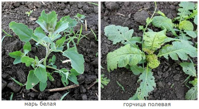 Сорняки перед обработкой