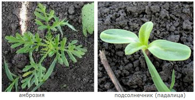 Сорняки перед обработкой