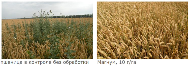 Пшеница